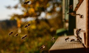 Za včelami do Slovinska: 5 spôsobov ako sa stať „apituristom“